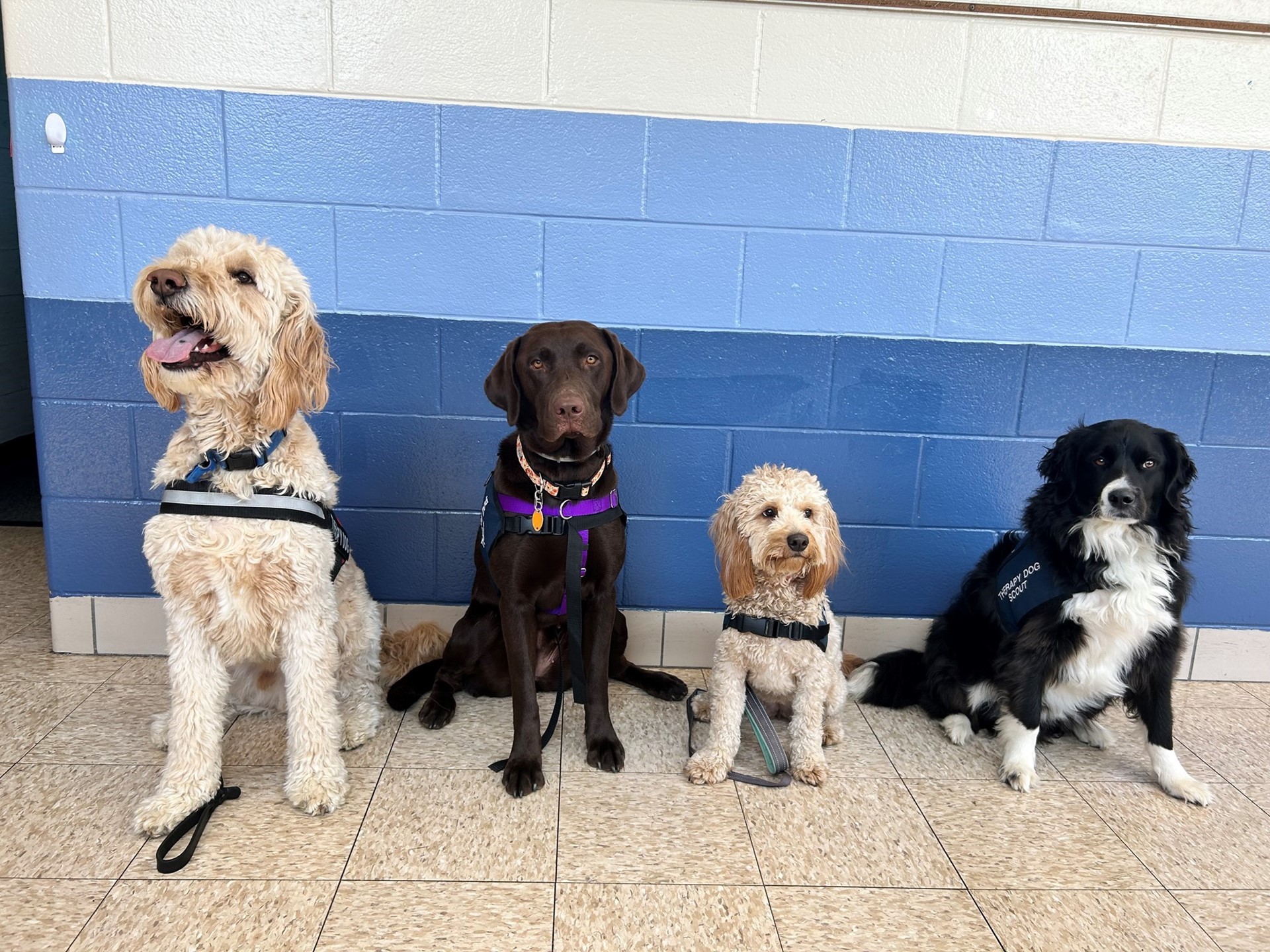 Four dogs pictured - they are the Lake Elementary Therapy Dog Team